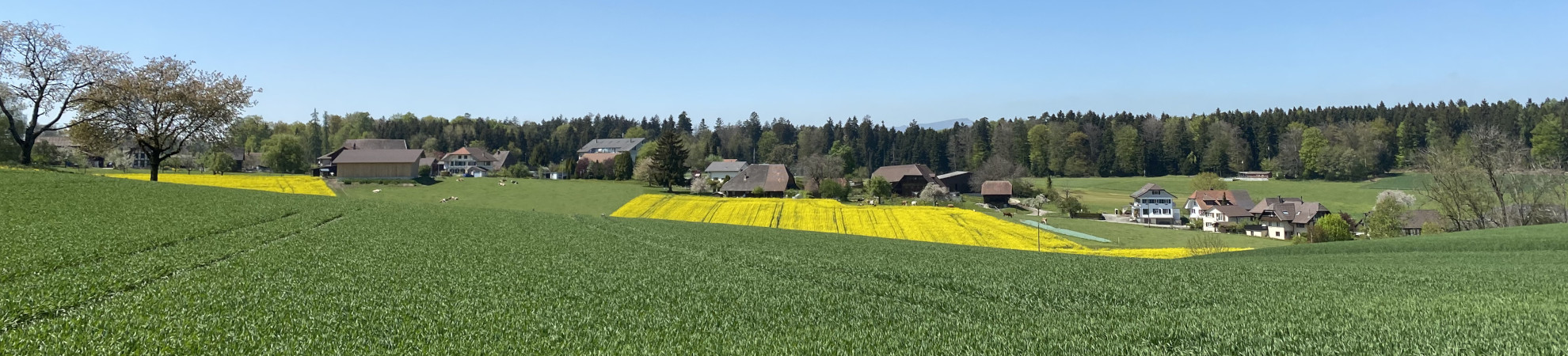 Dorf